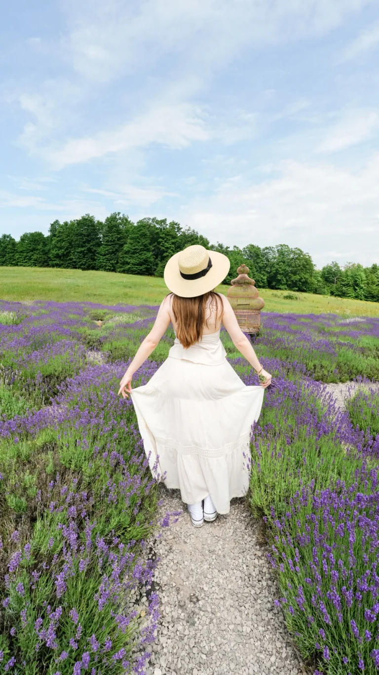 lavender hill farm